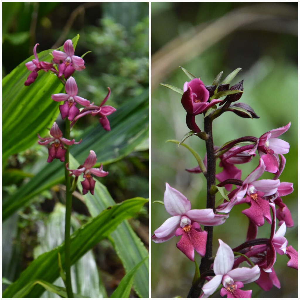 Calanthe_sylvatica-EPIDENDROIDEAE-Indigene_Reunion