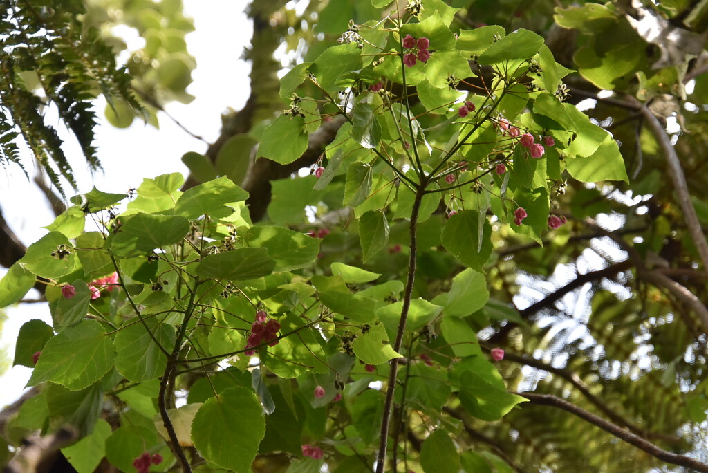 Dombeya_elegans_var_elegans-Mahot_rose-MALVACEAE-Endemique_Reunion