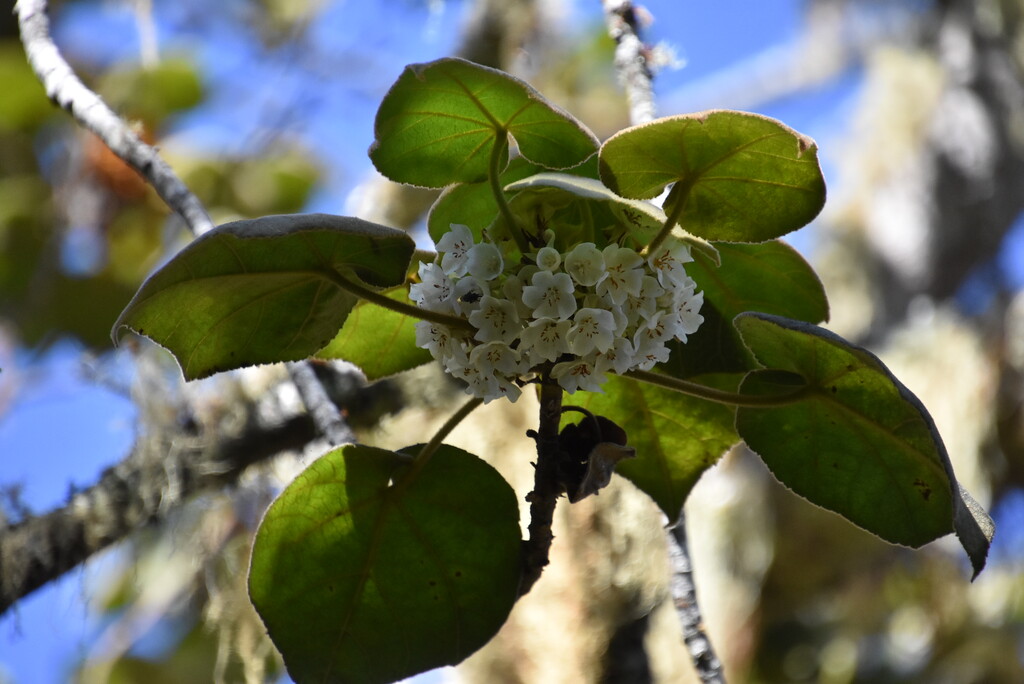 Dombeya_reclinata-Mahot_rouge-MALVACEAE-Endemique_Reunion