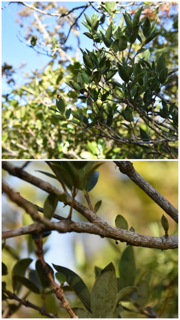 Geniostoma_angustifolium-Bois_de_piment-LOGANIACEAE-Endemique_Reunion_Maurice-