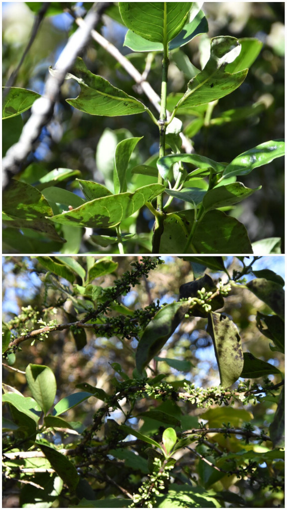 Geniostoma_borbonicum-Bois_de_piment-LOGANIACEAE-Endemique_Reunion_Maurice