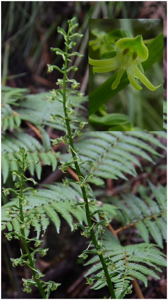 Habenaria_frappieri-Ti_Mais-ORCHIDOIDEAE-Endemique_Reunion