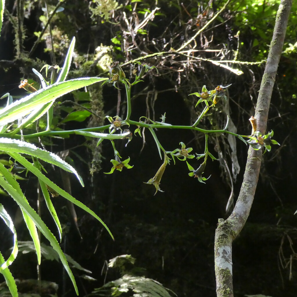 Heterochaenia_borbonica-CAMPANULACEAE-Endemique_Reunion