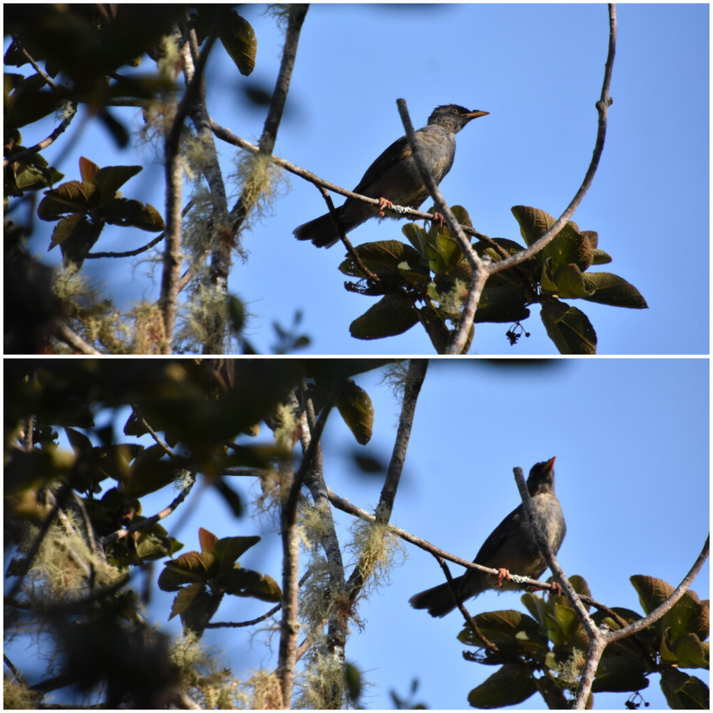 Hipsipetes_borbonicus-Merle_pei-PYCNONOTIDAE-Endemique_Reunion