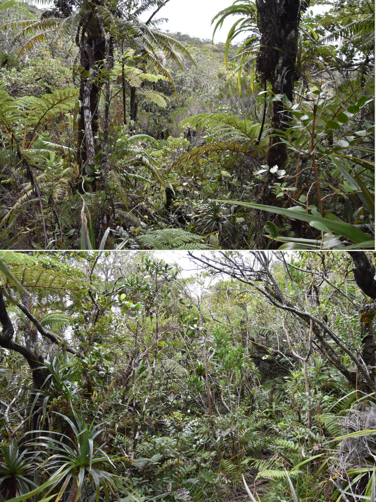 La_forêt_de_Grand_Coude