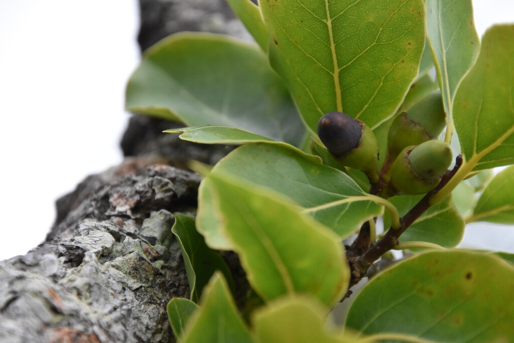 Ocotea_obtusata-Cannelle_marron-LAURACEAE-Endemique_Reunion_Maurice