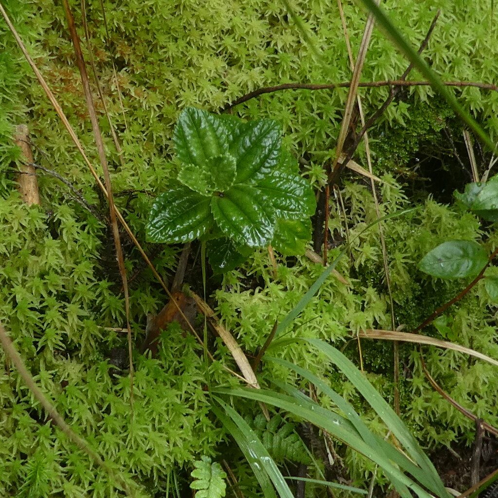 Pilea lucens - URTICACEAE - Endemique Reunion Maurice