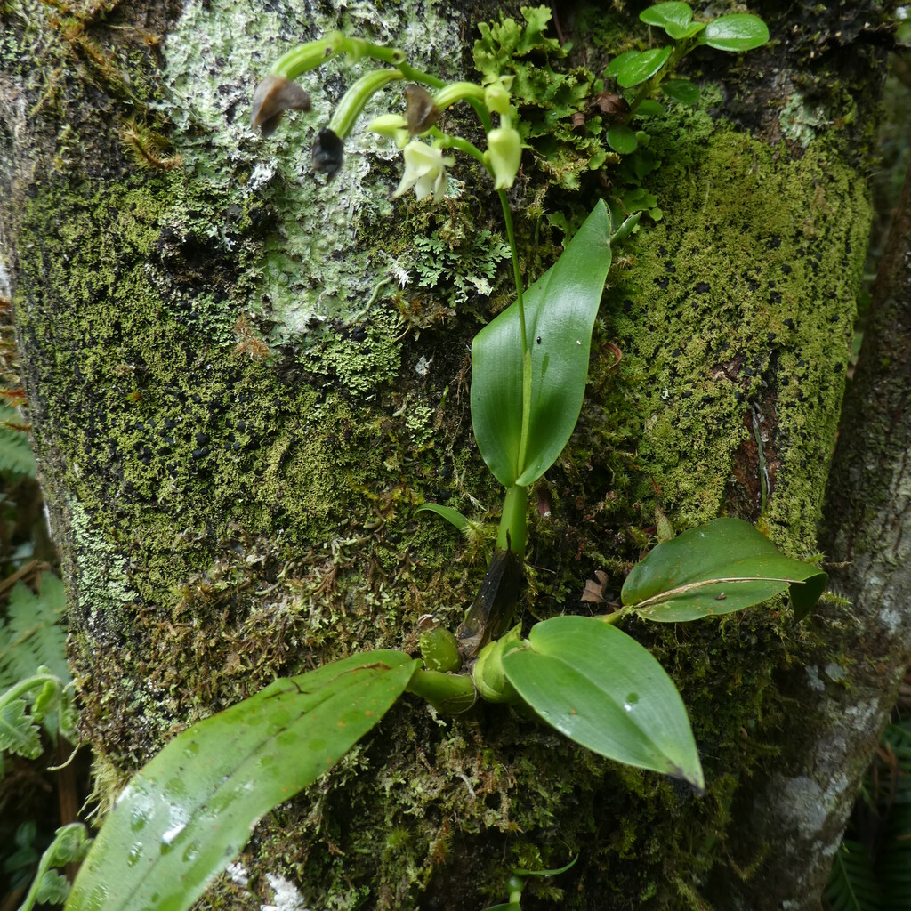 Polystachya_cultriformis-EPIDENDROIDEAE-Indigene_Reunion