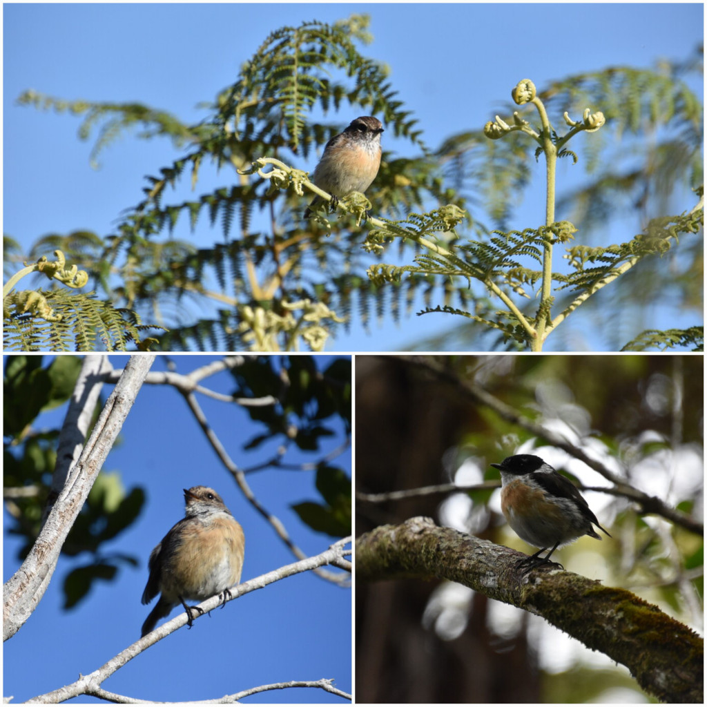 Saxicola-tectes-Tectec-MUSCICAPIDAE-Endemique_Reunion