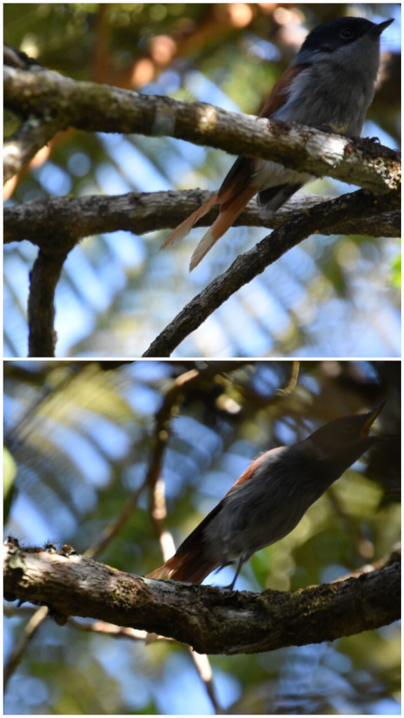 Terpsiphone bourbonnensis -Zoizo La Vierge - MONARCHIDAE -Endemique Reunion