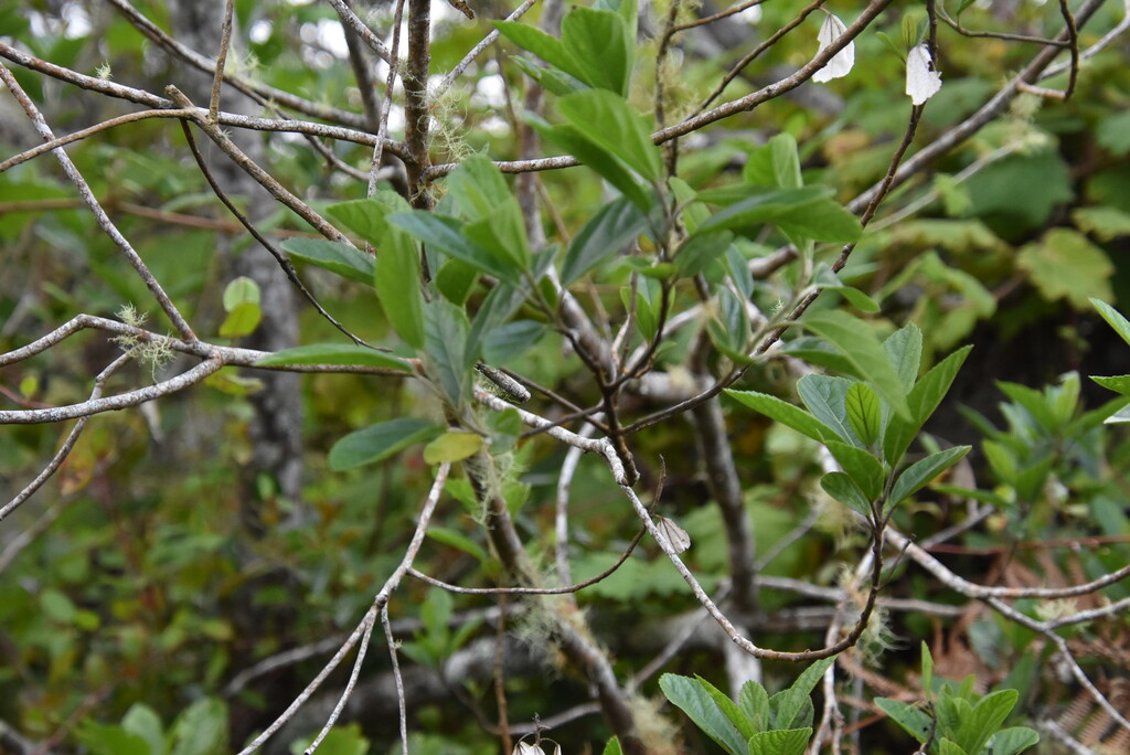 Trochetia_granulata-Bois_clochette-MALVACEAE-Endemique_Reunion
