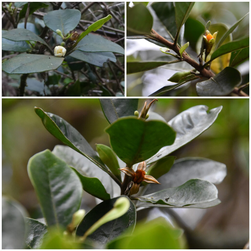Turraea-ovata_?-Bois_de_quivi_des_hauts-MELIACEAE-Endemique_Reunion_Maurice