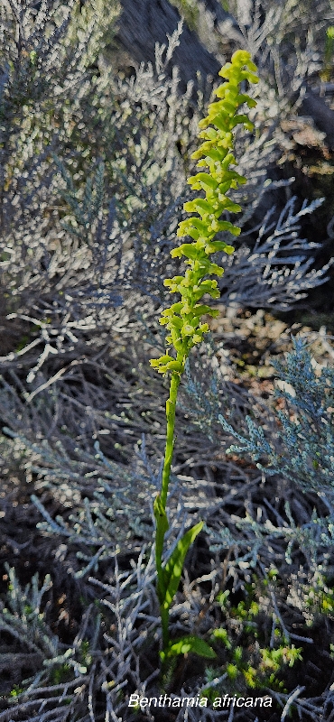 1 Benthamia africana Orchidaceae INDIGENE LA REUNION 