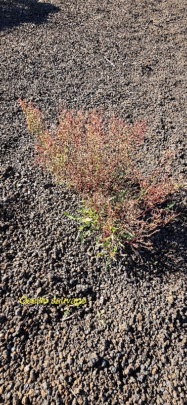 10 Rumex acetosella Oseille sauvage Polygonaceae AMPHINATURALISE ENVAHISSANT 