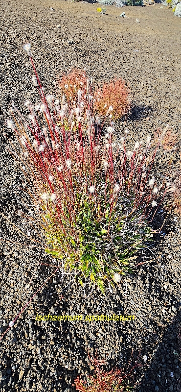 11 Ischaemum spathulatum Poaceae ENDEMIQUE LA REUNION 