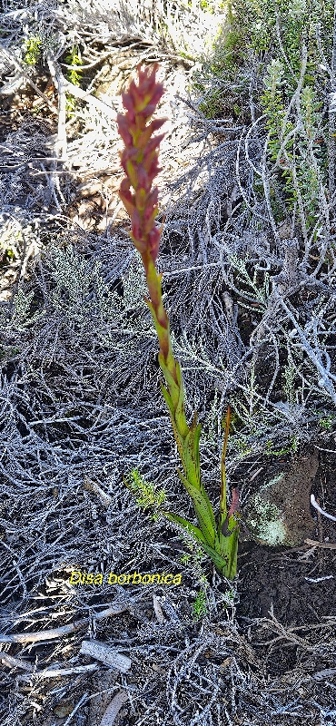 12 Disa borbonica Orchidaceae ENDEMIQUE LA REUNION 