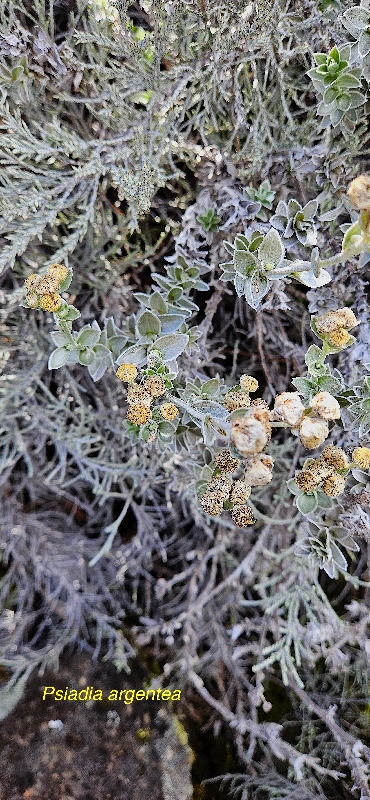 13 Psiadia argentea Asteraceae ENDEMIQUE LA REUNION 