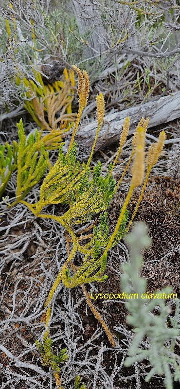 14 Lycopodium clavatum Lycopodiaceae INDIGENE LA REUNION