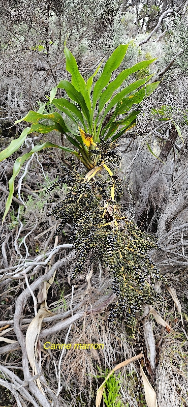 15 Cordyline mauritiana Canne marron Asparagaceae ENDEMIQUE LA REUNION,MAURICE