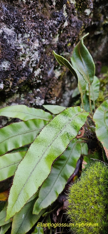 16 Elaphoglossum hybridum Dryopteridaceae INDIGENE LA REUNION