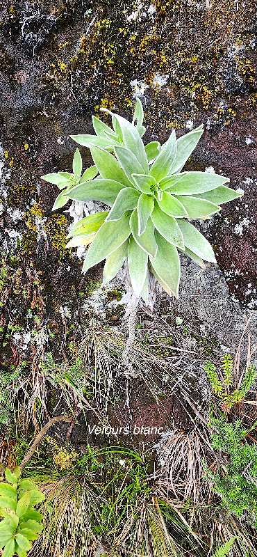 17 Helichrysum heliotropifolium Velours blanc Asteraceae ENDEMIQUE LA REUNION