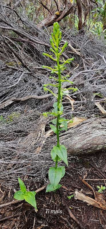 18 Habenaria frappieri  Ti MAIS Orchidaceae ENDEMIQUE LA REUNION