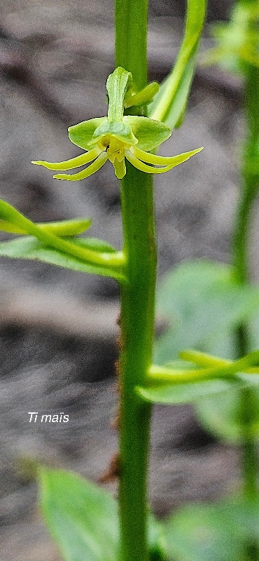 19 Habenaria frappieri Ti MAIS Orchidaceae ENDEMIQUE LA REUNION