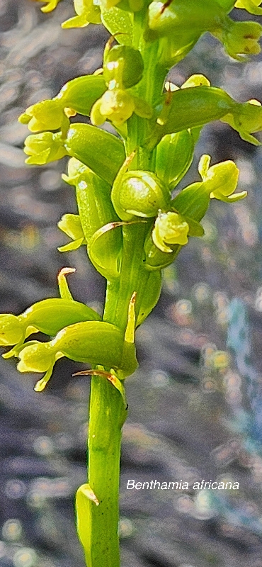 2 Benthamia africana Orchidaceae INDIGENE LA REUNION