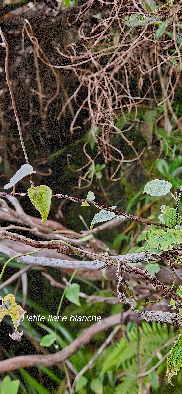20 Humbertacalia tomentosa Petite liane blanche Asteraceae INDIGENE LA REUNION