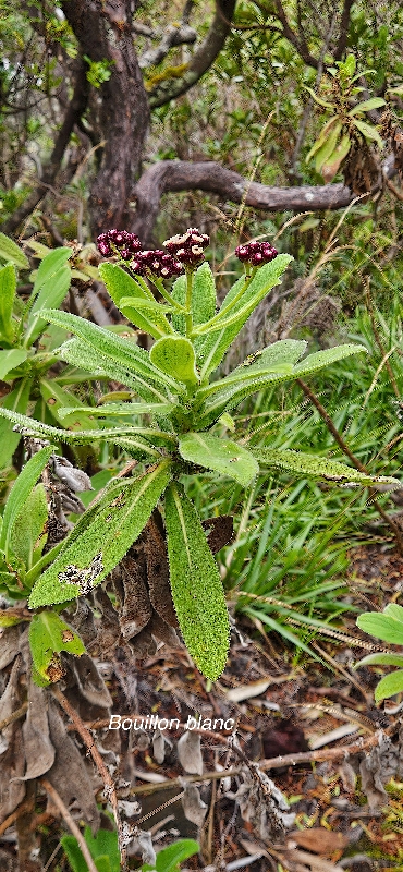 21 Psiadia anchusifolia  Bouillon blanc Asteraceae ENDEMIQUE LA REUNION
