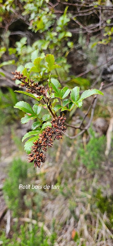 22 Weinmannia mauritiana Petit bois de tan Cunoniaceae ENDEMIQUE LA REUNION, MAURICE