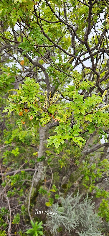23 Weinmannia tinctoria Tan rouge Cunoniaceae ENDEMIQUE LA REUNION, MAURICE