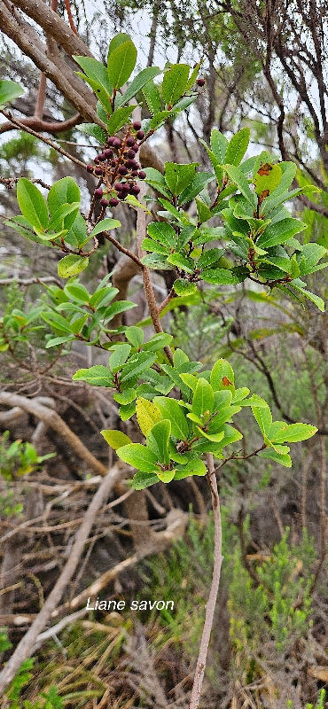 24 Embelia angustifolia Liane savon Primulaceae  ENDEMIQUE LA REUNION, MAURICE
