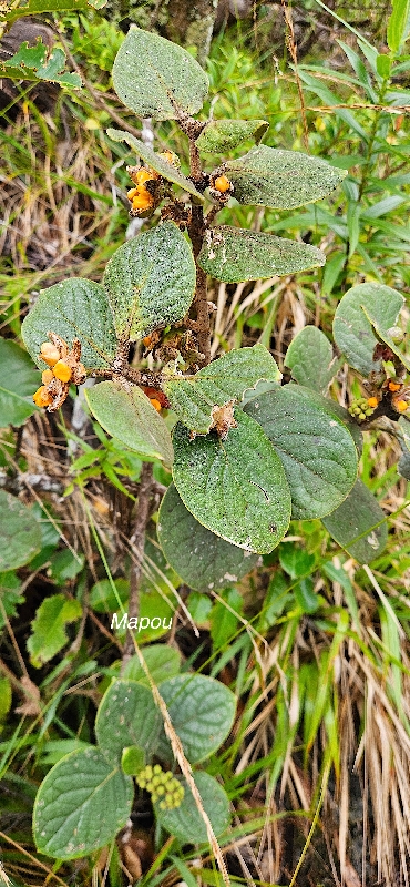 25 Monimia rotundifolia Mapou Monimiaceae ENDEMIQUE LA REUNION