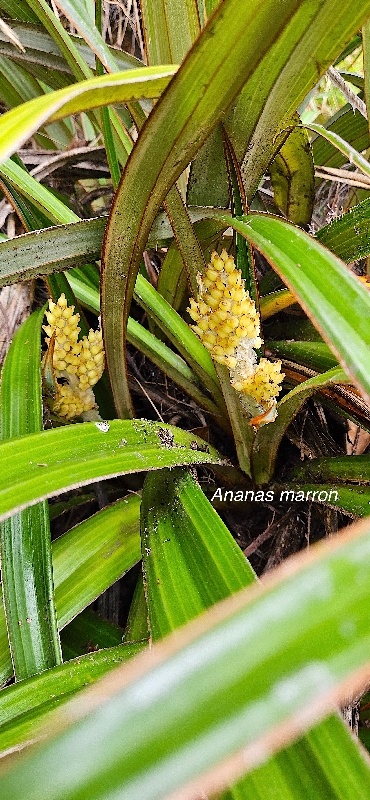 26 Astelia hemichrysa Ananas marron Asteliaceae ENDEMIQUE LA REUNION