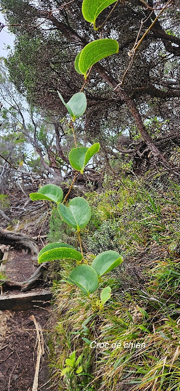 27 Smilax anceps Croc de chien Smilacaceae INDIGENE LA REUNION 