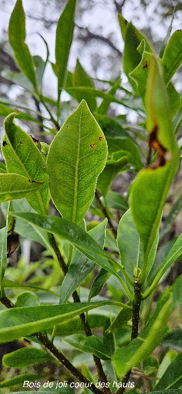 28 Pittosporum senacia subsp reticulatum Bois de joli coeur des hauts Pittosporaceae ENDEMIQUE LA REUNION 