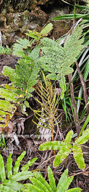 29 Parablechnum marginatum Blechnaceae INDIGENE LA REUNION