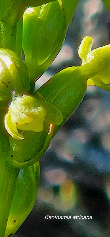 3 Benthamia africana Orchidaceae INDIGENE LA REUNION