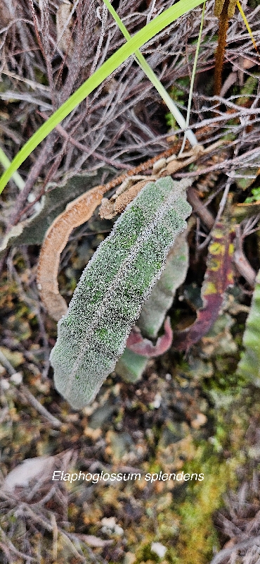 30 Elaphoglossum splendens Dryopteridaceae ENDEMIQUE LA REUNION, MAURICE