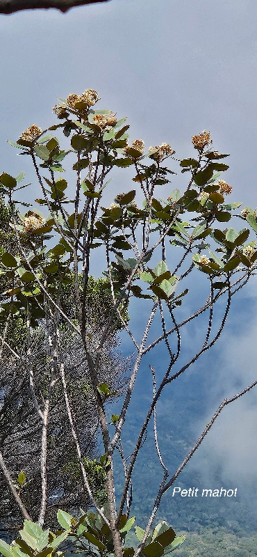 31 Dombeya ficulnea Petit mahot Malvaceae ENDEMIQUE LA REUNION