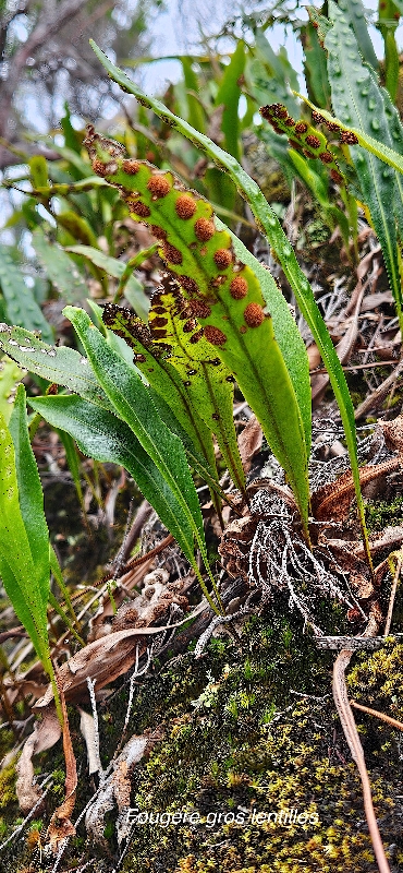 32 PleopeltIs macrocarpa FOUGERE gros lentilles Polypodiaceae INDIGENE LA REUNION