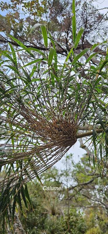 33 Nastus borbonicus Calumet Poaceae ENDEMIQUE LA REUNION 