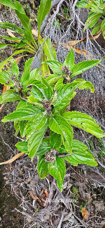 34 Psiadia boivinii Bouillon blanc Asteraceae ENDEMIQUE LA REUNION