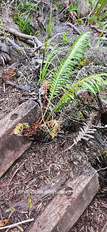 35 Lomaridium attenuatum Blechnaceae INDIGENE LA REUNION 