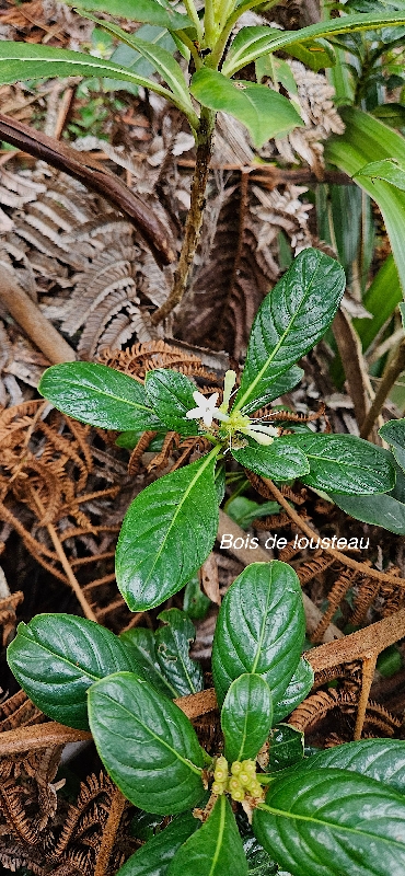 36 Chassalia gaertrneroides Bois de lousteau Rubiaceae ENDEMIQUE LA REUNION