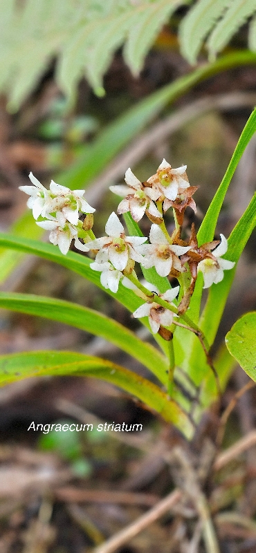 37 Angraecum striatum Orchidaceae ENDEMIQUE LA REUNION