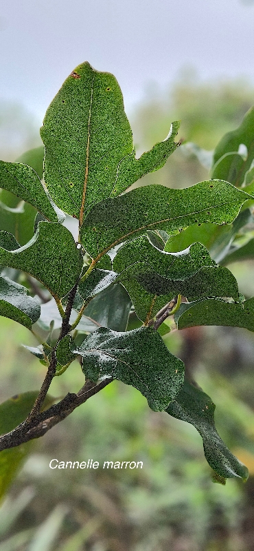 38 Ocotea obtusata Cannelle marron Lauraceae ENDEMIQUE LA REUNION, MAURICE 