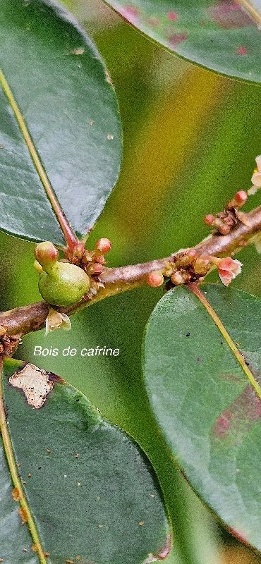 39 Phyllanthus phillyreifolius Bois de cafrine Phyllanthaceae ENDEMIQUE LA REUNION, MAURICE 