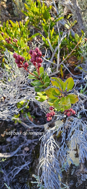 4 Agarista buxifolia Petit bois de rempart Ericaceae INDIGENE LA REUNION 